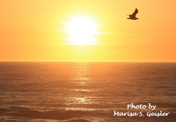 bird-flying-sunset-msg